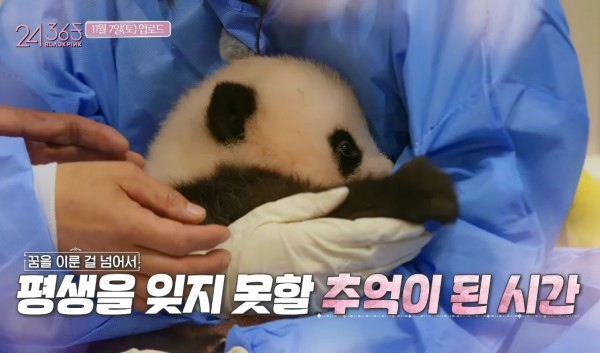 Netizen Tiongkok Membanting BLACKPINK Karena Berinteraksi dengan Panda