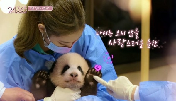 Netizen Tiongkok Membanting BLACKPINK Karena Berinteraksi dengan Panda